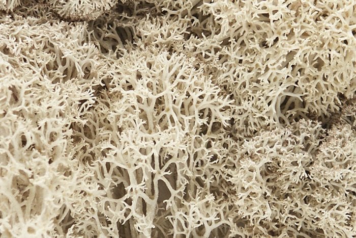 Woodland Scenics Natural Lichen L166