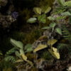 Gamers Grass Laser Plants Elephant Ear - Plantes Artificielles Pour Décoration De Tables De Jeu