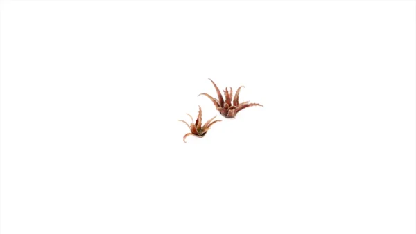 Gamers Grass Laser Plants Red Aloe GGLP-RA
