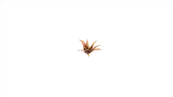 Gamers Grass Laser Plants Red Aloe GGLP-RA